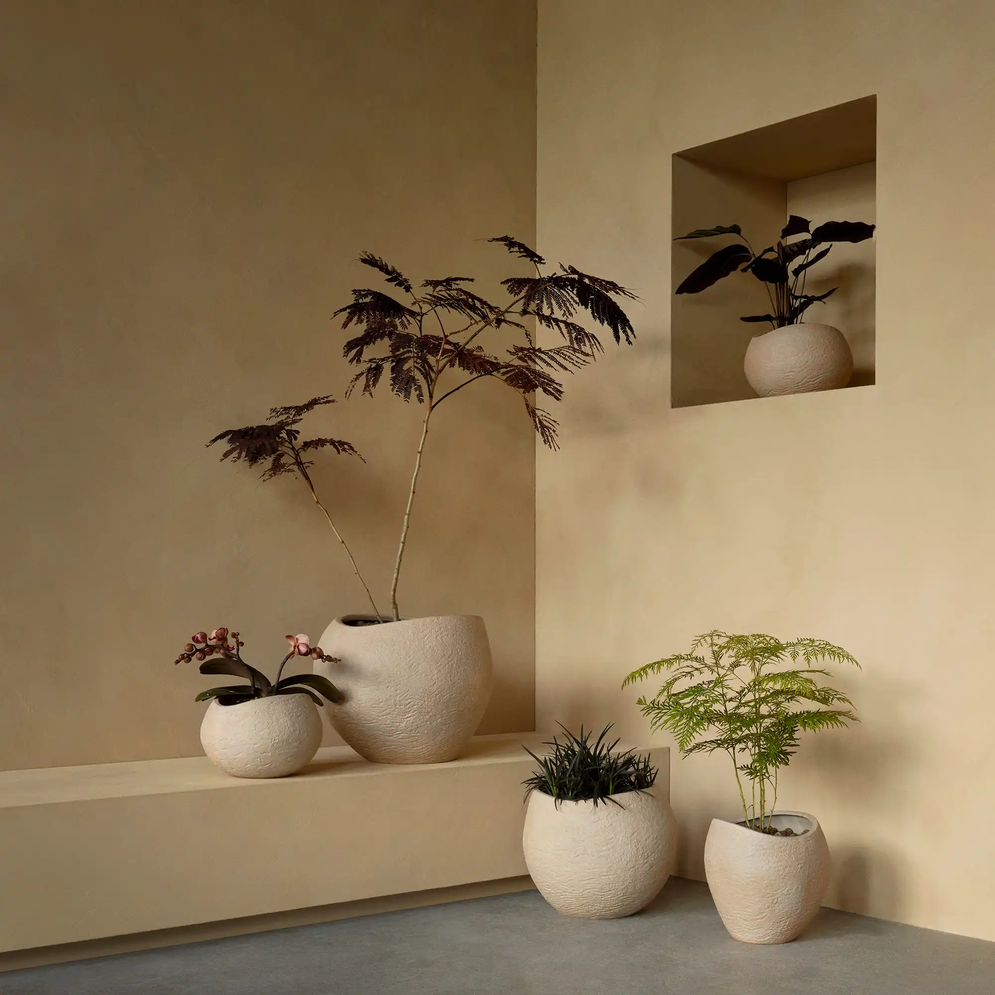 Plantas blomkruka